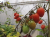 Thumbnail M-31.jpg 